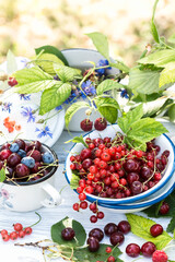 Freshly gathered red currants, cherries, raspberries, blueberries in white metal plate and cup in garden on sunny day close up, berries on white wooden table background, harvest of berries concept