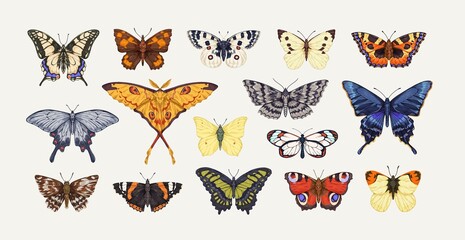 Realistic butterflies set. Flying insects, delicate moths species with multicolored wings collection. Vintage detailed drawings. Colored hand-drawn vector illustrations isolated on white background - obrazy, fototapety, plakaty