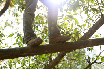 Hiker walking on a fallen tree trunk in forest