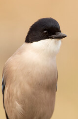 Close-up of the head of an Azure-winged magpie in the early light of day