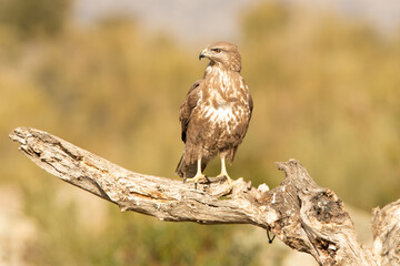 Common buzzard in a Mediterranean forest area of its territory with the first light of day