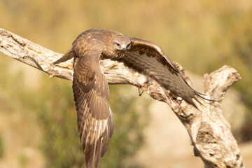 Common buzzard in a Mediterranean forest area of its territory with the first light of day