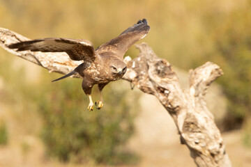 Common buzzard in a Mediterranean forest area of its territory with the first light of day
