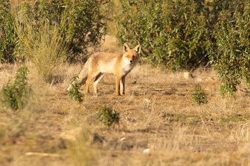 Naklejka na ściany i meble Red fox in a Mediterranean forest looking for food in the last light of a cold winter day