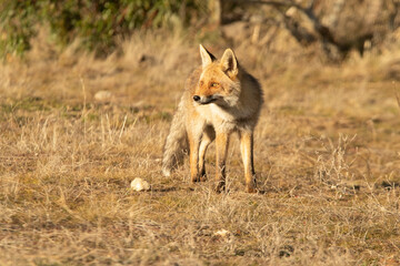 Naklejka na ściany i meble Red Fox in a Mediterranean scrub area with the last lights of a winter day