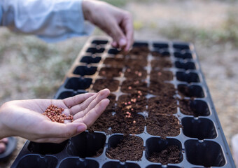 Farmer's hands put seeds in planting plastics trays.