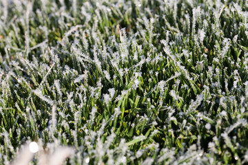 grass covered with ice and frost in the winter season