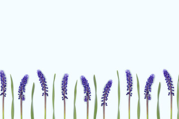 Row of violet muscari flowers on a blue pastel background with copyspace.