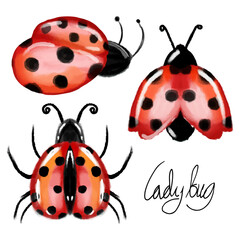 Set of watercolor ladybug animal background
