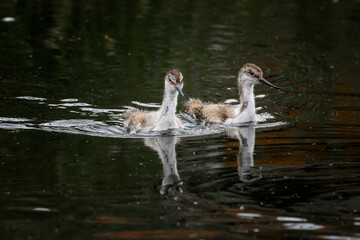 Two Baby Avocet swimming on water with ripples 