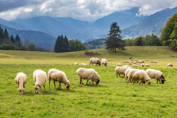 Naklejka na ściany i meble Sheep in mountain. French Alps at Granges de Joigny.