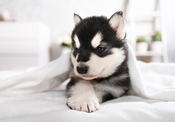 Sweet Alaskan malamute puppy lying under a blanket in the room
