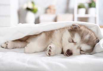 Fototapeta na wymiar Sweet Alaskan malamute puppy sleeping under a blanket in the room
