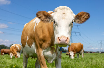 Fototapeta na wymiar Cow approaching in a pasture under a blue sky and a herd of cows as background, pink nose red and white montbeliarde and horizon over land