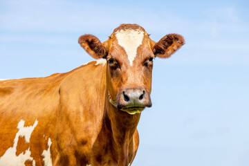 Cute cow redhead with dreamy eyes and black nose, on a blue background