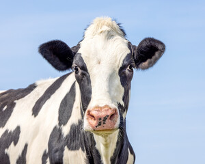 Cute cow, skinny face, black and white friendly innocent look, pink nose, medium shot of a head in...
