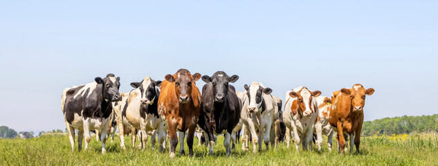 Pack of cows, front row, a panoramic wide view, a pack black white and red, herd in a field