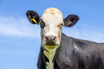 Cow looking, portrait of a mature and calm bovine, close shot of a black-and-white in front of a...