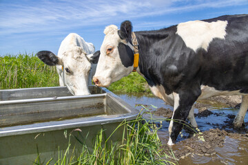 Two cows drinking, a water trough, black and white standing next to a large drinking trough in a green pasture
