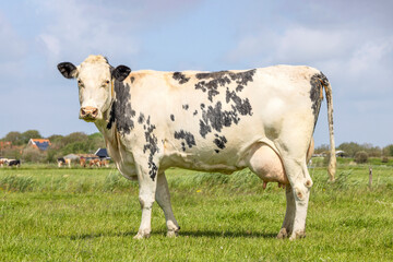 Dairy cow standing on green grass in a pasture and a blue sky, side view full lenght, dutch black and white
