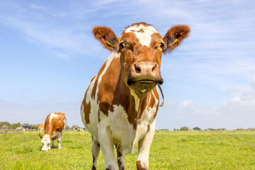 Cute cow, looking curious, oncoming in a green field, approaching, walking in a pasture under a blue sky,  horizon over land