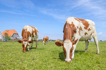 Two cows grazing red spotted on white, heads down, side by side in the grass in a green field under a blue sky