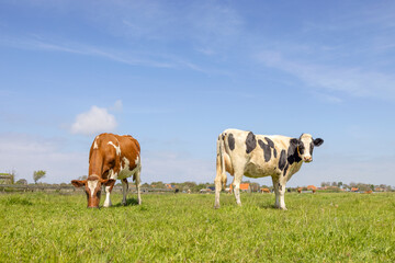 2 cows, black red and white grazing standing in a pasture under a blue sky and horizon over land