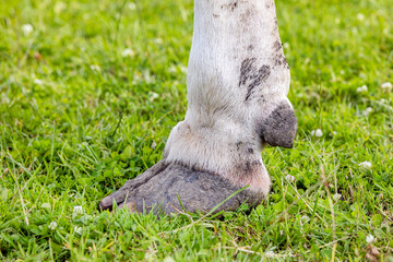 Hoof of a dairy cow standing in a green grass field, white shoe