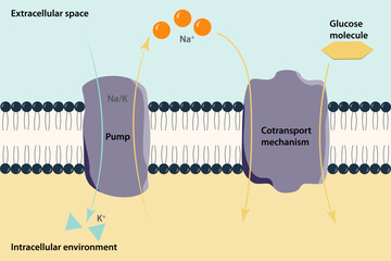 Types of cotransport. Primary and secondary active transport, including antiport and symport. 