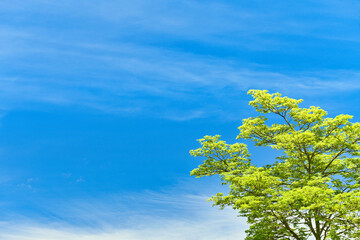 新緑と青空‗青空と雲