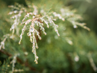 Dense foliage of juniper, Juniperus with rain drops and blurred background