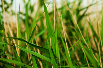 intense green grass close up