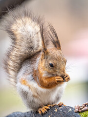 The squirrel with nut sits on a branches in the spring or summer.