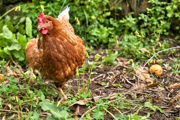 Free-grazing domestic hen on a traditional free range poultry organic farm. Adult chicken walking on the green grass.