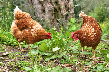 Free-grazing domestic hens on a traditional free range poultry organic farm. Adult chickens walking on the green grass.