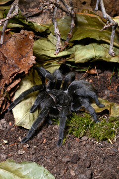 Brazilian black (tarantula) // Schwarze Uruguay-Vogelspinne (Grammostola pulchra)