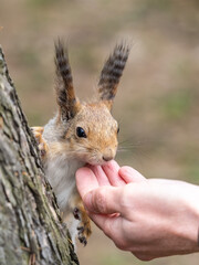 A squirrel in the spring or autumn eats nuts from a human hand. Eurasian red squirrel, Sciurus vulgaris