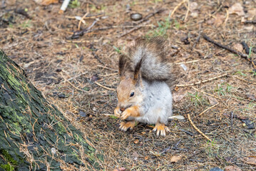 Squirrel in autumn or spring with nut on the green grass with fallen yellow leaves