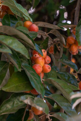 red fruits on a tree