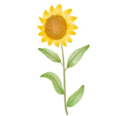 ひまわりの手書きイラスト