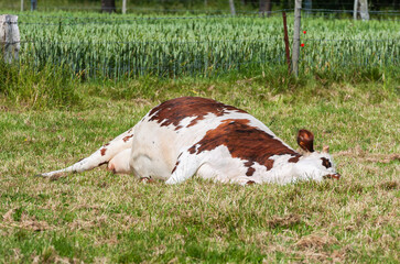 Vache couchée dans l'herbe dans un pré, vache malade, vache morte