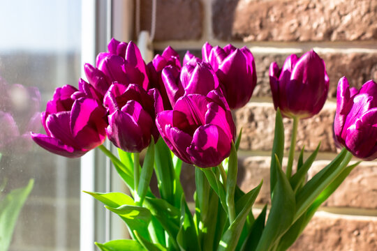 Bouquet of purple tulips by the window. Spring bouquet