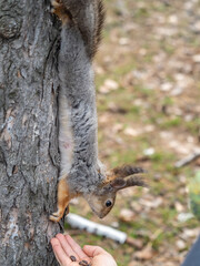 A squirrel in the spring or autumn eats nuts from a human hand. Eurasian red squirrel, Sciurus vulgaris