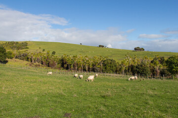 White sheep peacefully grazing at green grass, Shakespear Regional Park, New Zealand.