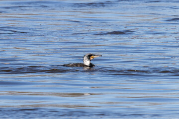 Weißbrustkormoran  schwimmt im Wasser, Nahaufnahme