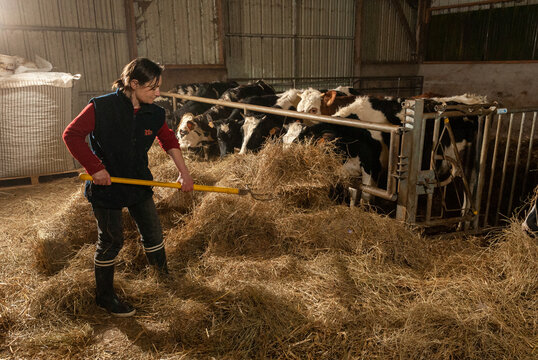 Agricultrice en train de distribuer du foin aux vaches