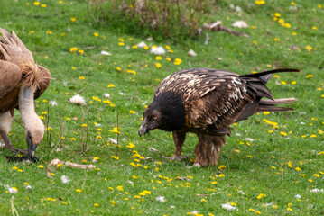 Gypaète barbu,.Gypaetus barbatus, Bearded Vulture, Vautour fauve,.Gyps fulvus, Griffon Vulture