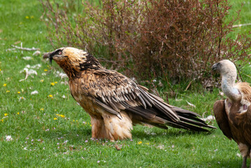 Gypaète barbu,.Gypaetus barbatus, Bearded Vulture, Vautour fauve,.Gyps fulvus, Griffon Vulture
