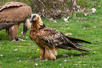 Gypaète barbu,.Gypaetus barbatus, Bearded Vulture, Vautour fauve,.Gyps fulvus, Griffon Vulture