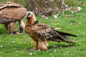 Gypaète barbu,.Gypaetus barbatus, Bearded Vulture, Vautour fauve,.Gyps fulvus, Griffon Vulture